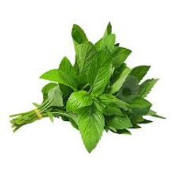 نعنع 1 ضمة