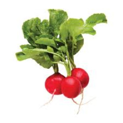 فجل 1 ضمة